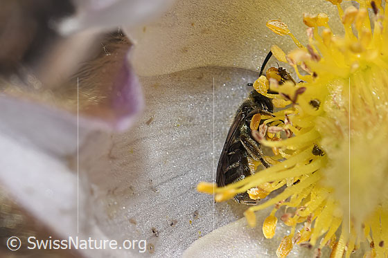 Foto: Wahrscheinlich Dunkelgrüne Schmalbiene (Lasioglossum morio) auf Frühlings-Anemonen (Pulsatilla vernalis). Länge 6 - 7mm. Weibchen. Ansicht von der Seite.
