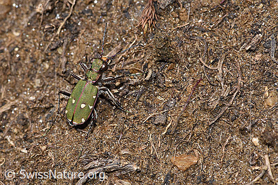 Foto: Feld-Sandlaufkäfer (Cicindela campestris). Ansicht von schräg oben.