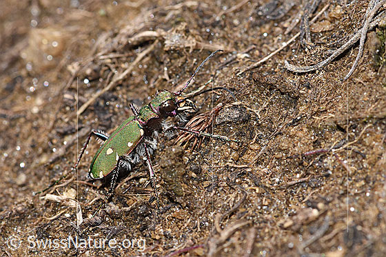 Foto: Feld-Sandlaufkäfer (Cicindela campestris). Auch Feldsandläufer genannt. Ansicht von der Seite.