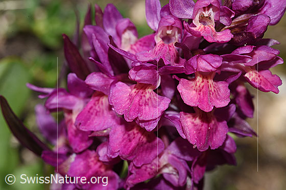 Photo: Dactylorhiza sambucina. Inflorescence. Red specimen.
