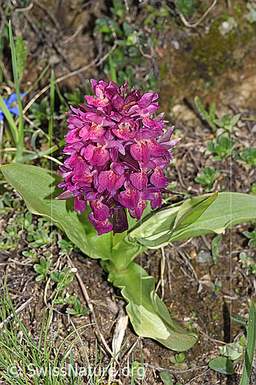 Photo: Dactylorhiza sambucina. Whole plant (habiti). Red specimen.