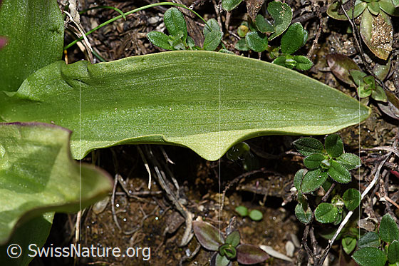 Photo: Dactylorhiza sambucina. Leaf.