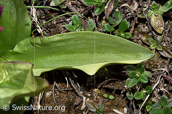 Photo: Dactylorhiza sambucina. Leaf top.
