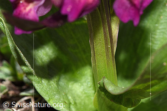 Photo: Dactylorhiza sambucina. Stem.