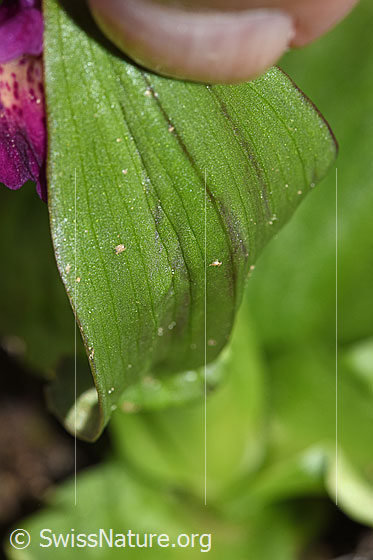 Photo: Dactylorhiza sambucina. Leaf underside.