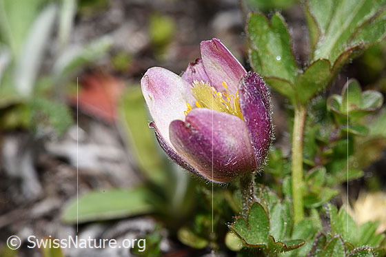 Photo: Pulsatilla vernalis. Blossom. View from the side.
