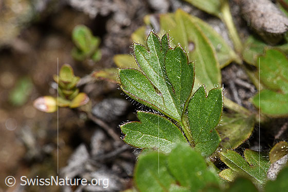Photo: Pulsatilla vernalis. Leaf top.
