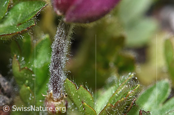 Photo: Pulsatilla vernalis. Stem.
