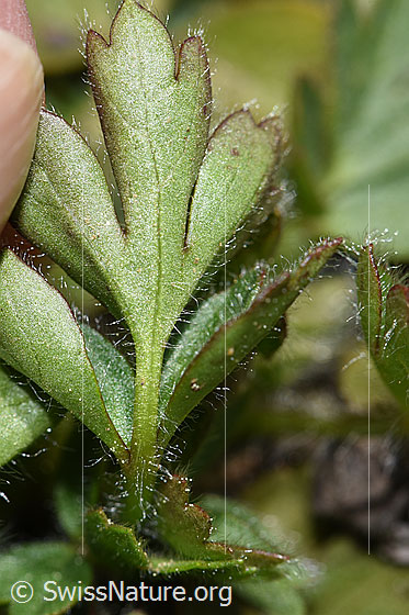 Photo: Pulsatilla vernalis. Leaf underside.