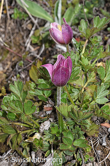 Photo: Pulsatilla vernalis. Whole plant (habiti).