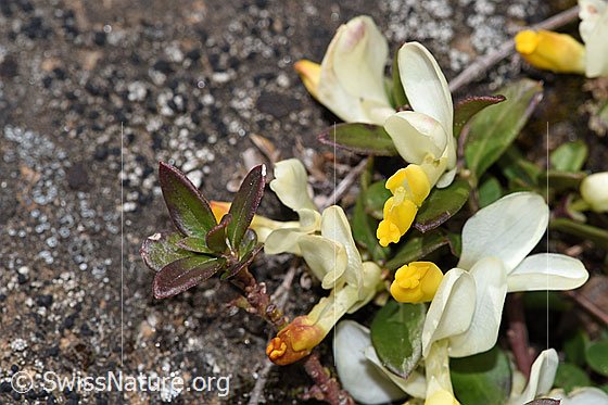Foto: Buchsblättrige Kreuzblume (Polygala Chamaebuxus). Blüten und Blätter.