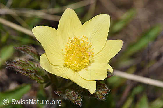 Photo: Pulsatilla alpina ssp. Apiifolia. Blossom.