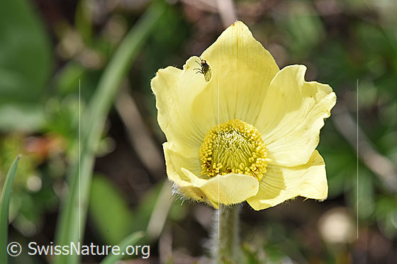 Photo: Pulsatilla alpina ssp. Apiifolia. Blossom.