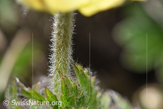 Photo: Pulsatilla alpina ssp. Apiifolia. Stem.