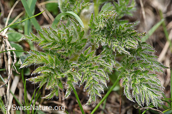 Photo: Pulsatilla alpina ssp. Apiifolia. Leaves.