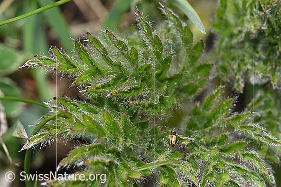 Photo: Pulsatilla alpina ssp. Apiifolia. Leaves.