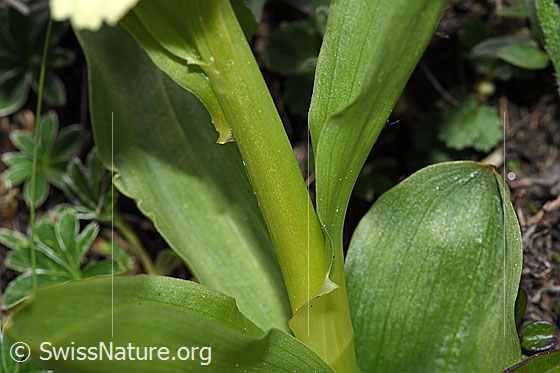 Photo: Dactylorhiza sambucina. Stem and leaves.