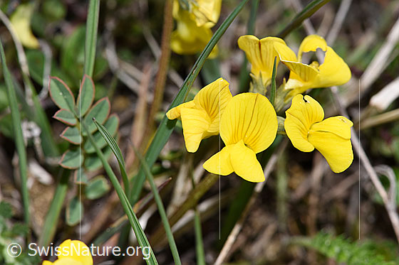 Photo: Hippocrepis comosa. Blossoms.
