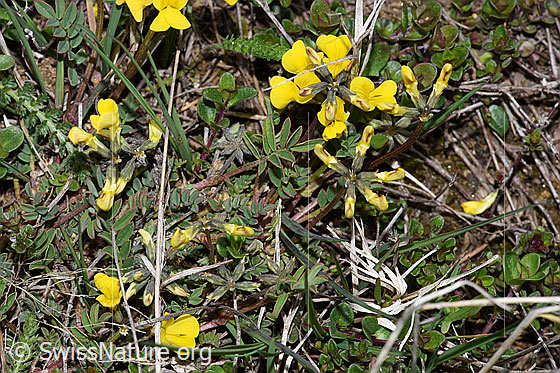 Photo: Hippocrepis comosa. Whole plant (habiti).