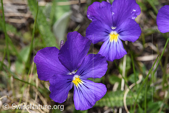 Foto: Langsporniges Stiefmütterchen (Viola calcarata). Blüten. Ansicht von vorne.