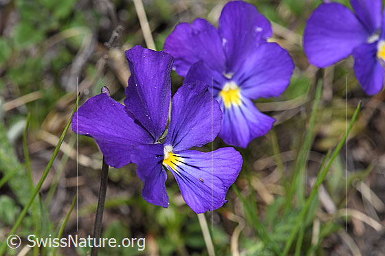 Foto: Langsporniges Stiefmütterchen (Viola calcarata). Blüten.