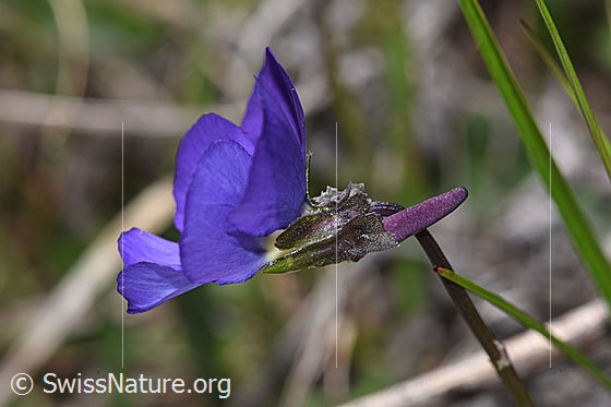 Foto: Langsporniges Stiefmütterchen (Viola calcarata). Blüte. Ansicht von der Seite.