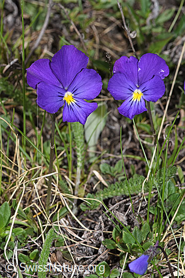 Foto: Langsporniges Stiefmütterchen (Viola calcarata). Ganze Pflanze (Habitus).