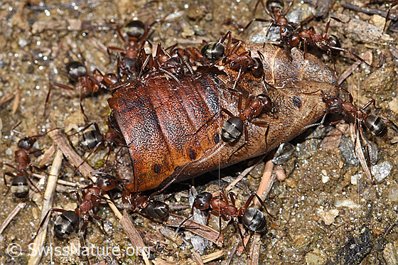 Foto: Blutrote Raubameisen (Formica sanguinea). Länge 4 - 9mm. Beute ev. Schwanz einer Schlange.