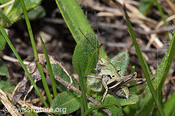 Foto: Warzenbeisser (Decticus verrucivorus). Nymphenstadium 3. Ansicht von seitlich hinten.