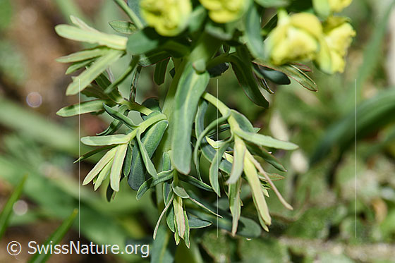 Photo: Euphorbia cyparissias. Leaves.