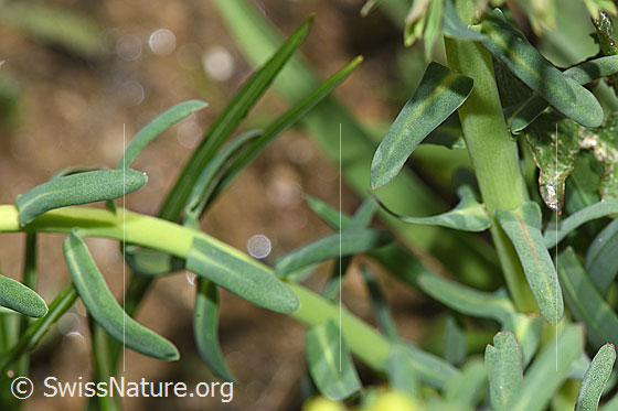 Photo: Euphorbia cyparissias. Stem and leaves.