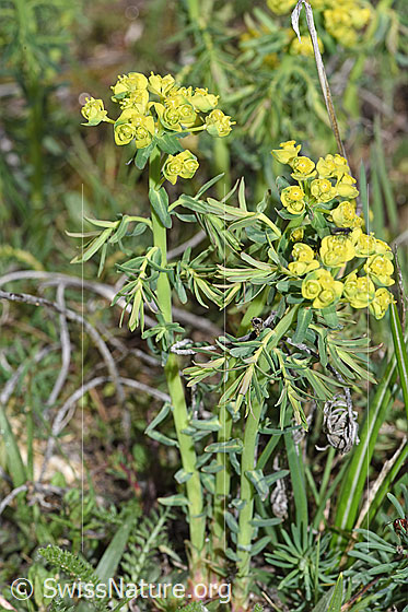 Photo: Euphorbia cyparissias. Whole plant (habiti).