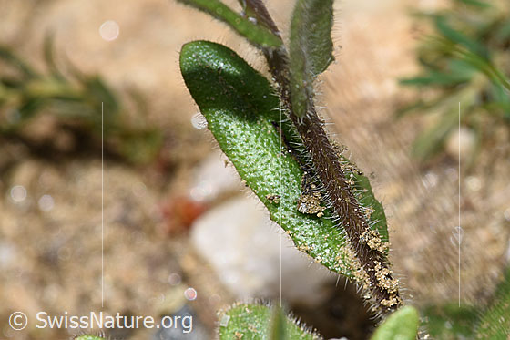 Photo: Probably Arabis ciliata. Stem and leaf.