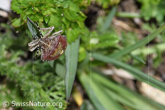 Foto: Beerenwanze (Dolycoris baccarum). Länge 10 - 12mm. Ansicht von vorne.