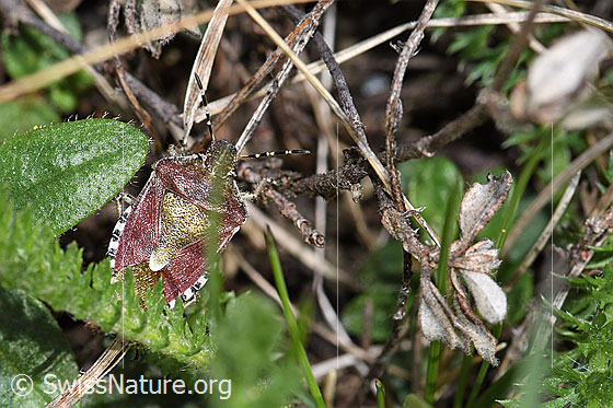 Foto: Beerenwanze (Dolycoris baccarum). Länge 10 - 12mm. Ansicht von oben.