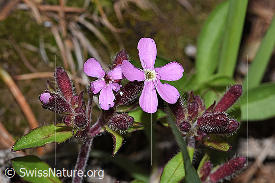 Photo: Saponaria ocymoides. Blossoms.