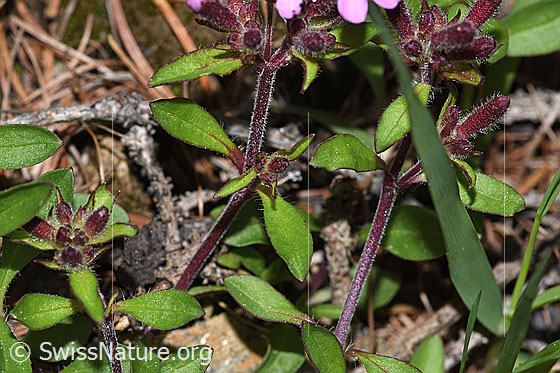 Photo: Saponaria ocymoides. Stem and leaves.