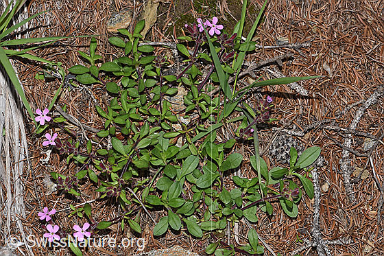 Photo: Saponaria ocymoides. Whole plant (habiti).