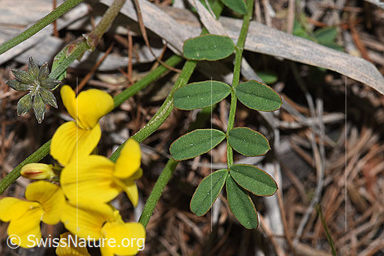 Foto: Schopfiger Hufeisenklee (Hippocrepis comosa). Blätter.
