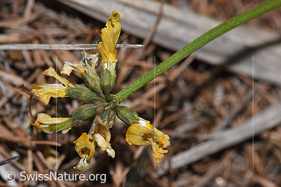 Foto: Schopfiger Hufeisenklee (Hippocrepis comosa). Verblühte Blüten.