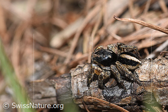 Photo: Aelurillus v-insignitus. Male. Body length: 4 - 5mm. View from diagonally above.