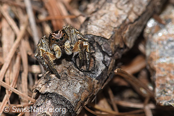 Photo: Aelurillus v-insignitus. Male. Body length: 4 - 5mm. View from the front.
