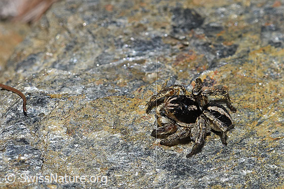 Photo: Aelurillus v-insignitus. Male. Body length: 4 - 5mm. View from the side above.
