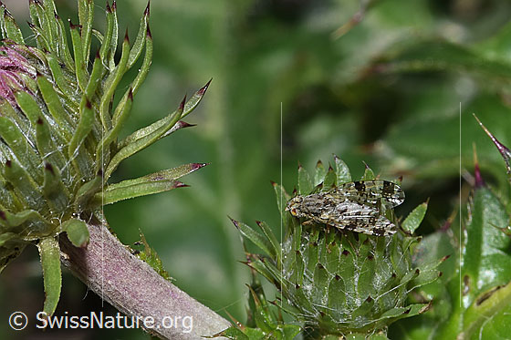 Photo: Tephritis conyzifoliae on Carduus defloratus ssp. tridentinus. Length 5mm. View from the front oben.