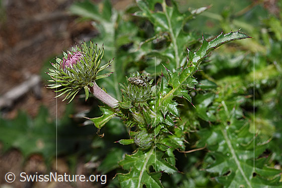 Foto: Wahrscheinlich Rätische Berg-Distel (Carduus defloratus ssp. tridentinus). Blüte, Stängel und Blätter.