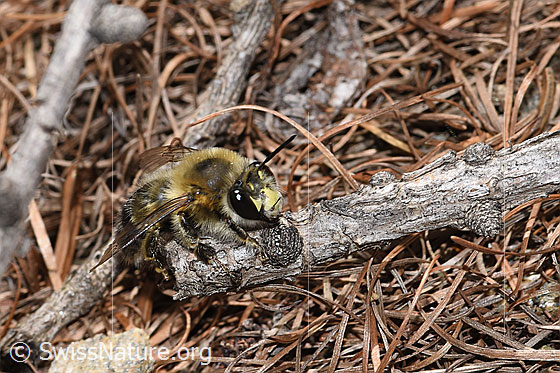 Gebänderte Pelzbiene (Anthophora aestivalis)
