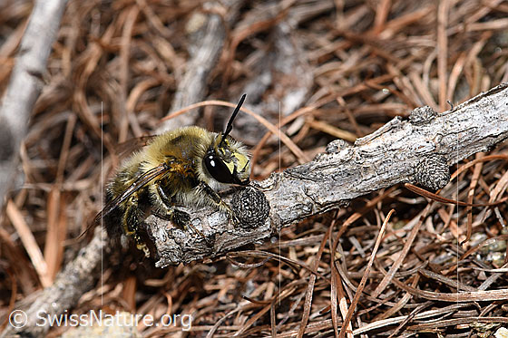 Foto: Gebänderte Pelzbiene (Anthophora aestivalis). Länge 14mm. Männchen. Ansicht von der Seite.