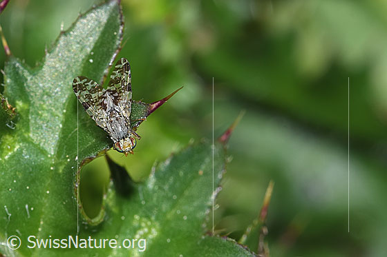 Foto: Tephritis conyzifoliae (Bohrfliege). Länge 5mm. Ansicht von oben.