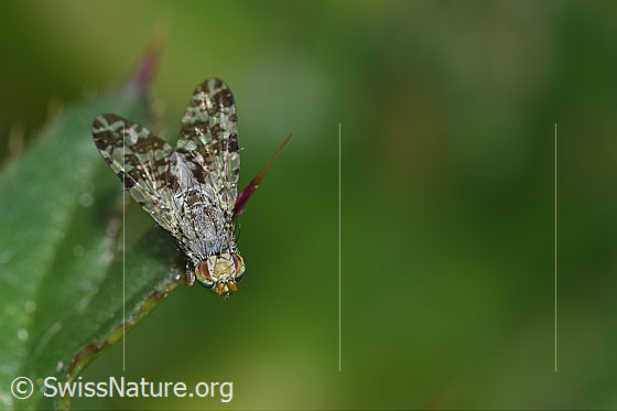 Foto: Tephritis conyzifoliae (Bohrfliege). Länge 5mm. Ansicht von oben.