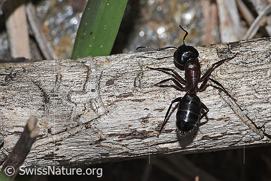 Photo: Camponotus ligniperda. Length 10mm. View from above.